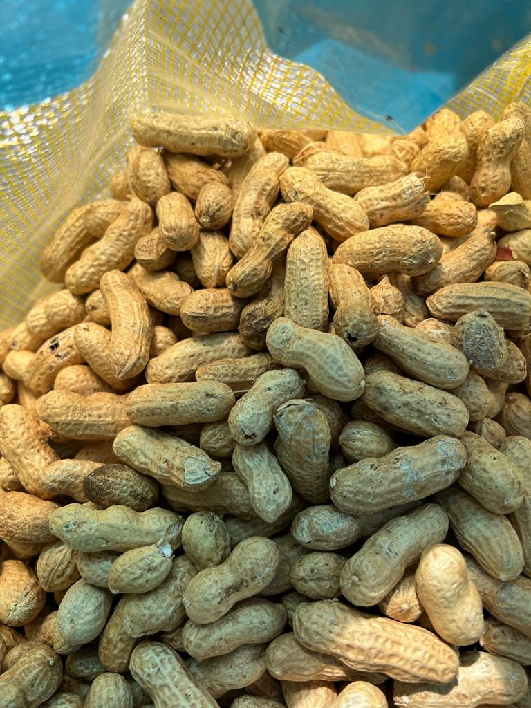 Groundnut in Shell